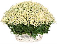 Цветочная композиция из Ромашки в корзине #REPLACE_PRED# Стерлитамаке
